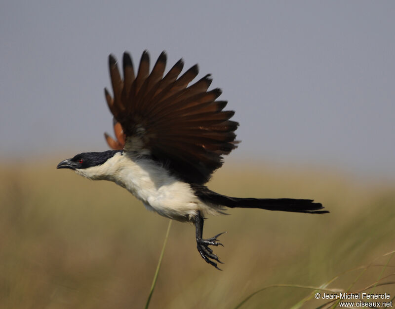 Coppery-tailed Coucal