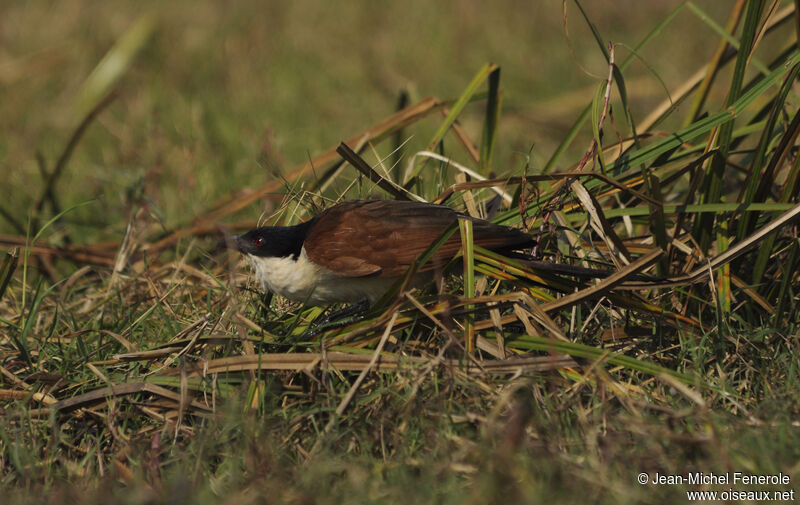 Coppery-tailed Coucal