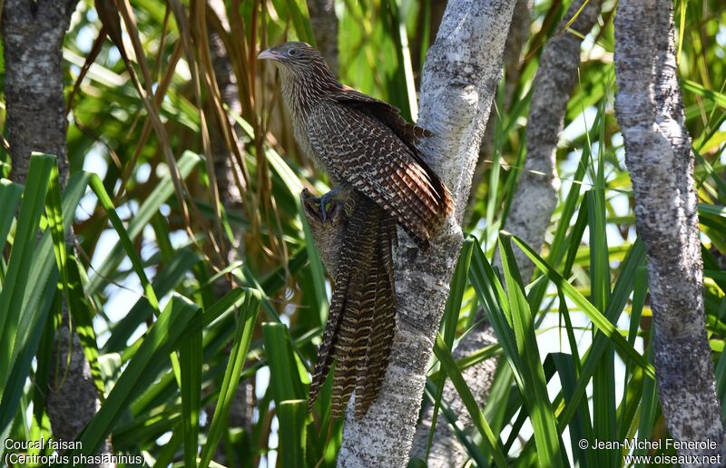 Pheasant Coucal