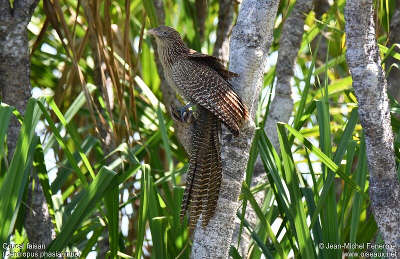 Pheasant Coucal