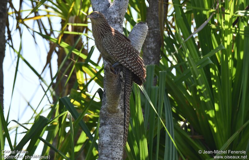 Coucal faisan