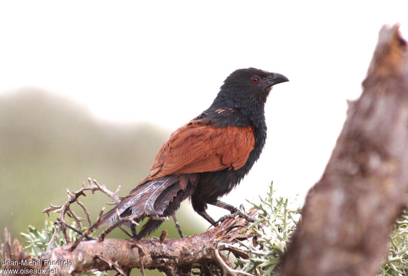 Malagasy Coucal