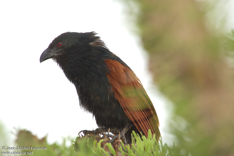 Coucal toulou