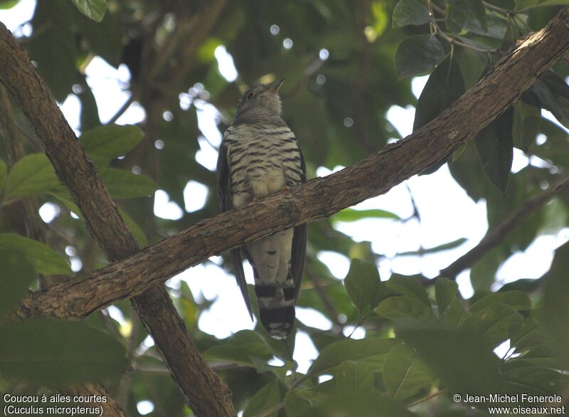 Indian Cuckoo