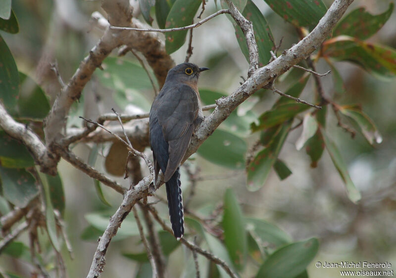 Fan-tailed Cuckoo