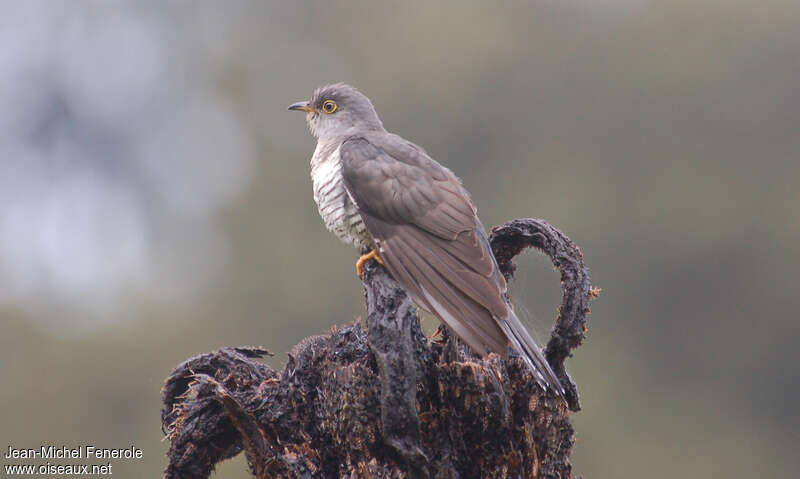 Madagascar Cuckooadult, identification