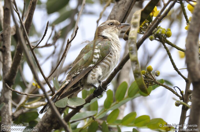 Diederik Cuckoo