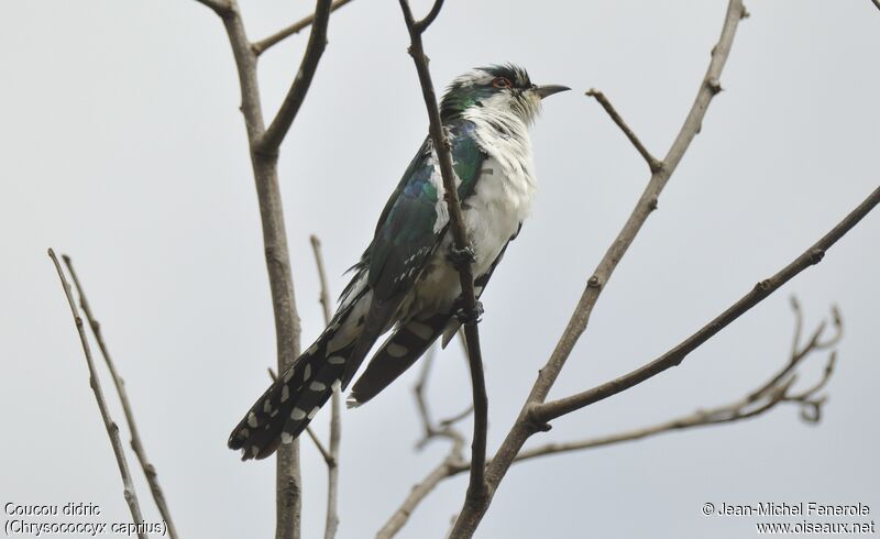 Diederik Cuckoo