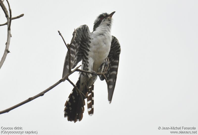 Diederik Cuckoo