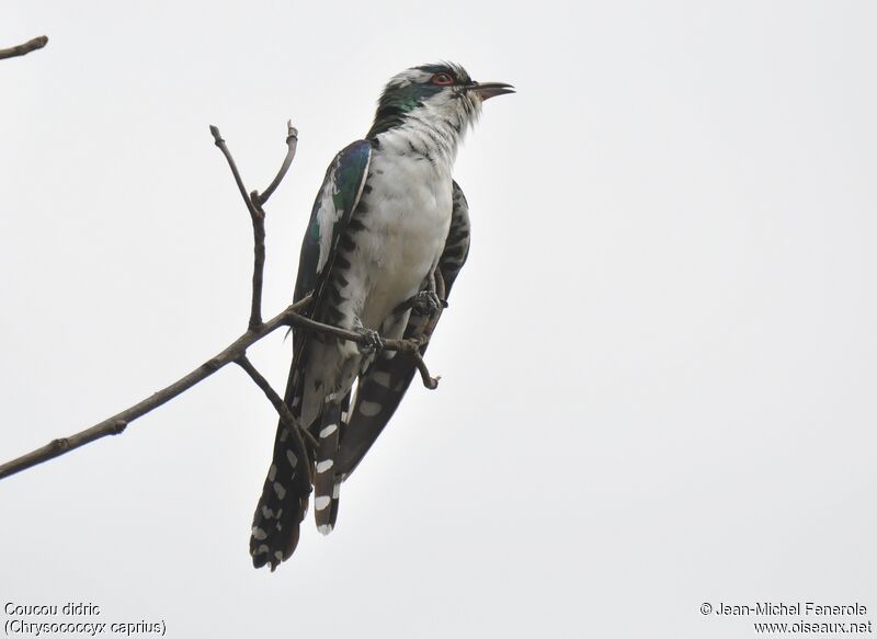 Diederik Cuckoo