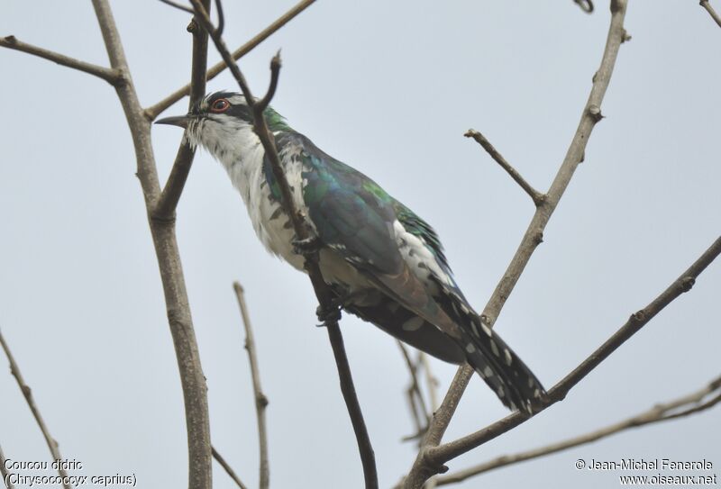 Diederik Cuckoo