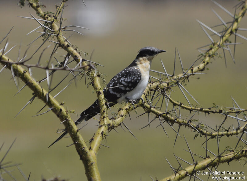 Great Spotted Cuckoo