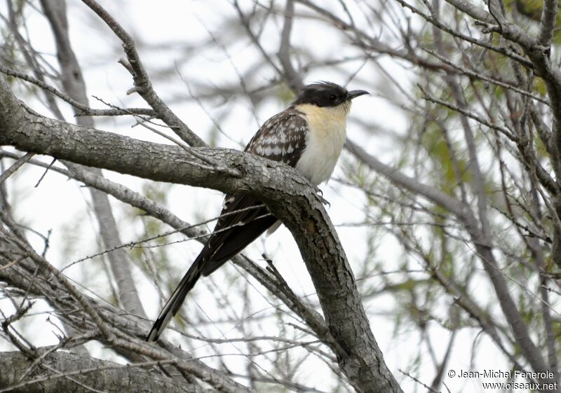 Great Spotted Cuckoo