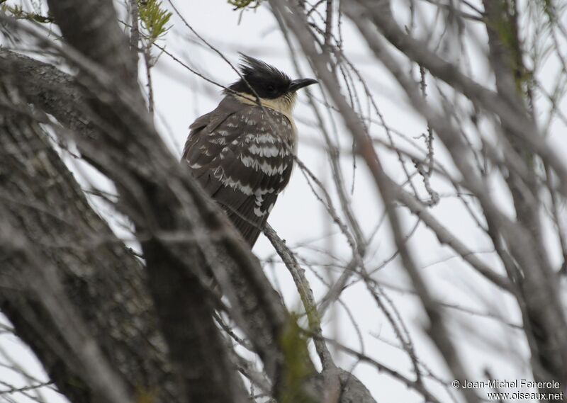 Great Spotted Cuckoo