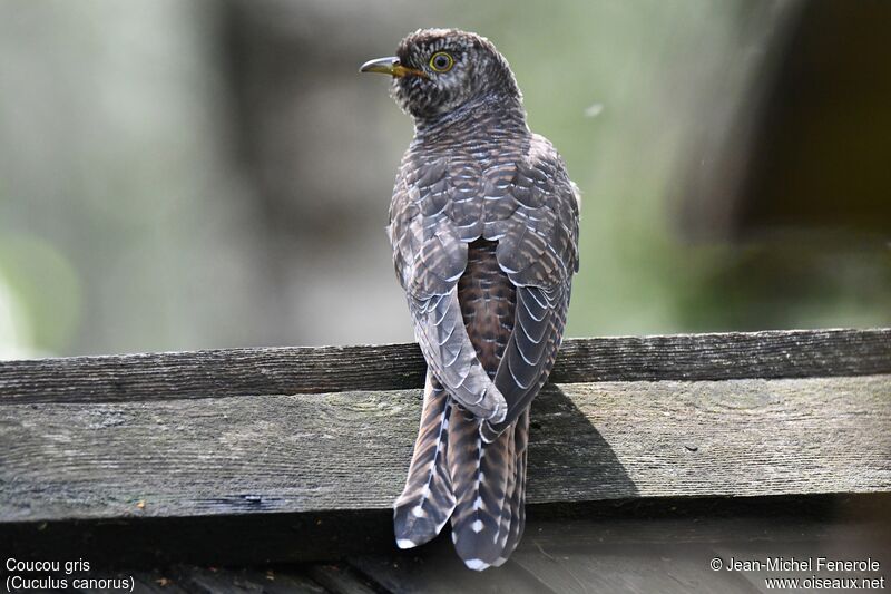 Common Cuckoo