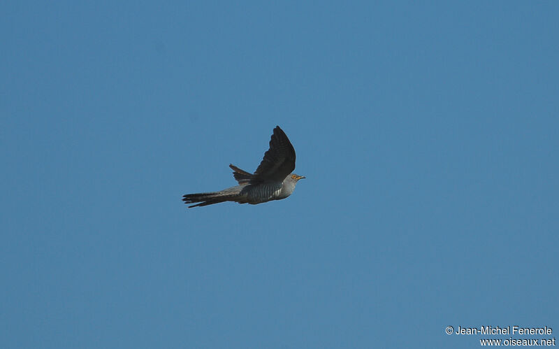 Common Cuckoo