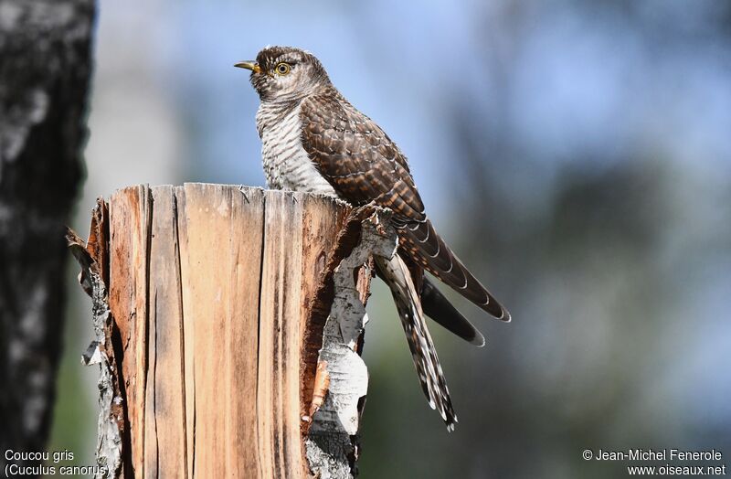 Common Cuckoo