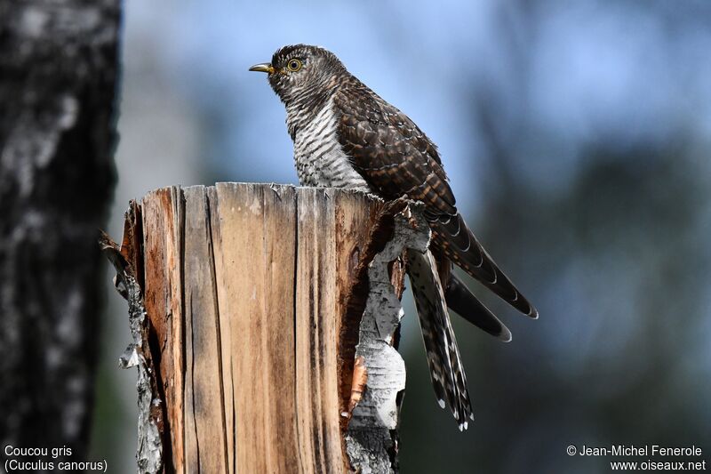 Common Cuckoo