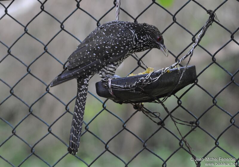 Asian Koel