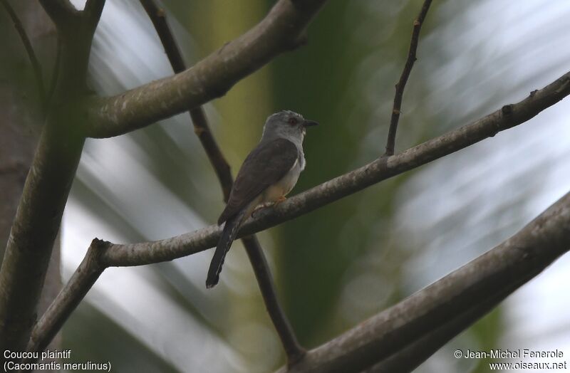 Plaintive Cuckoo