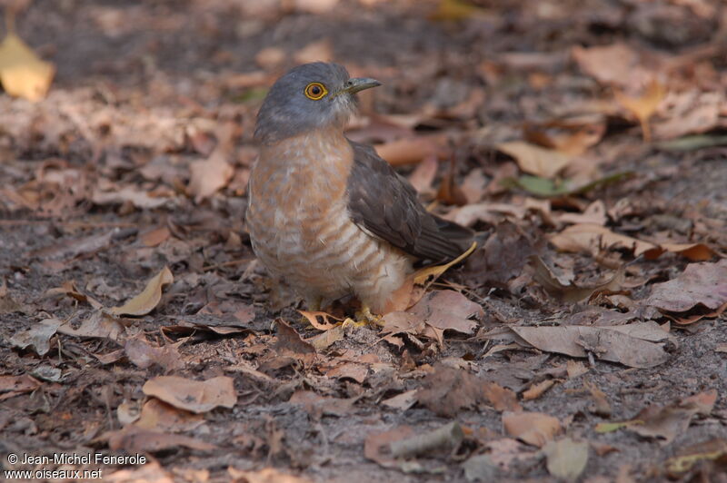 Common Hawk-Cuckoo