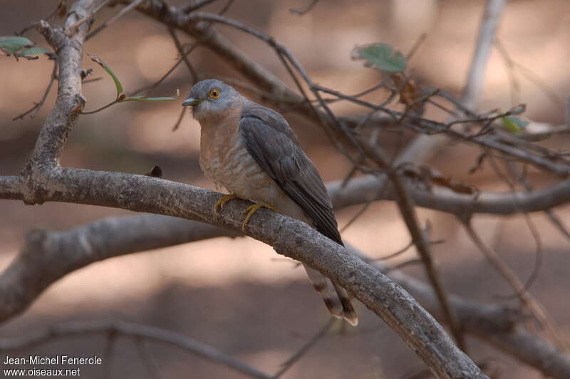 Common Hawk-Cuckooadult, identification