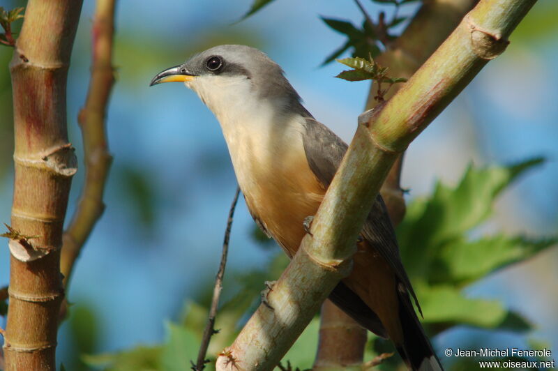 Mangrove Cuckooadult