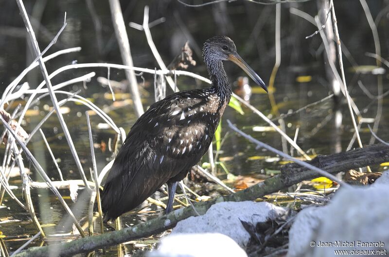 Limpkin