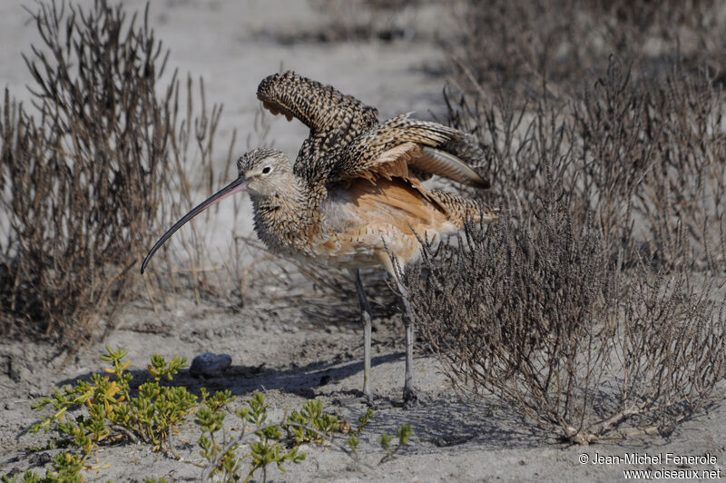 Long-billed Curlew