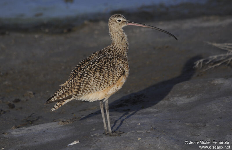 Long-billed Curlew