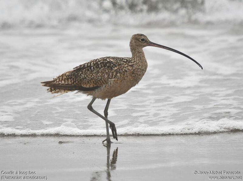 Long-billed Curlew