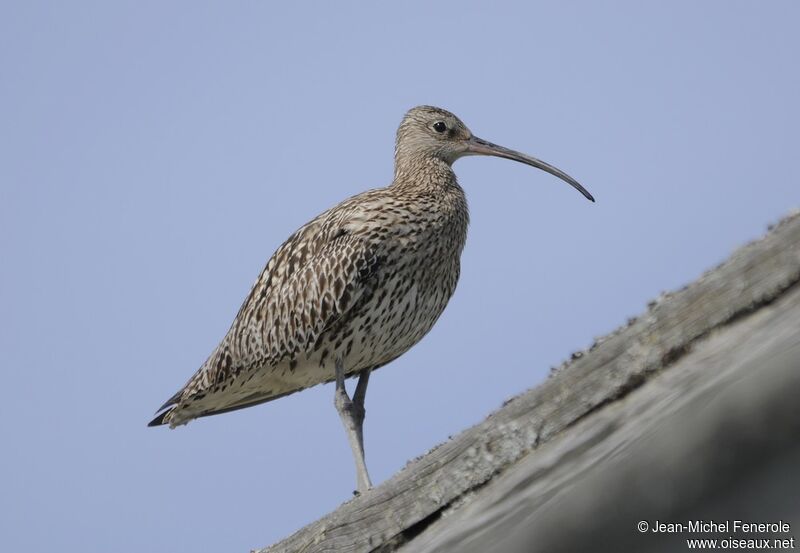 Eurasian Curlew