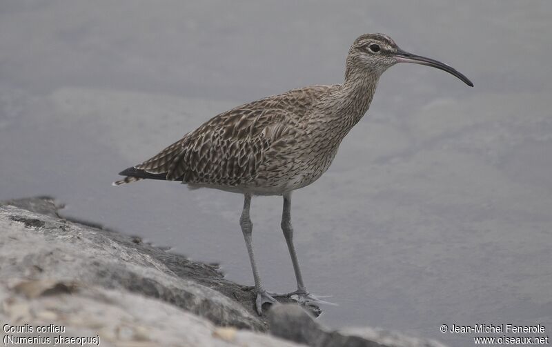 Eurasian Whimbrel