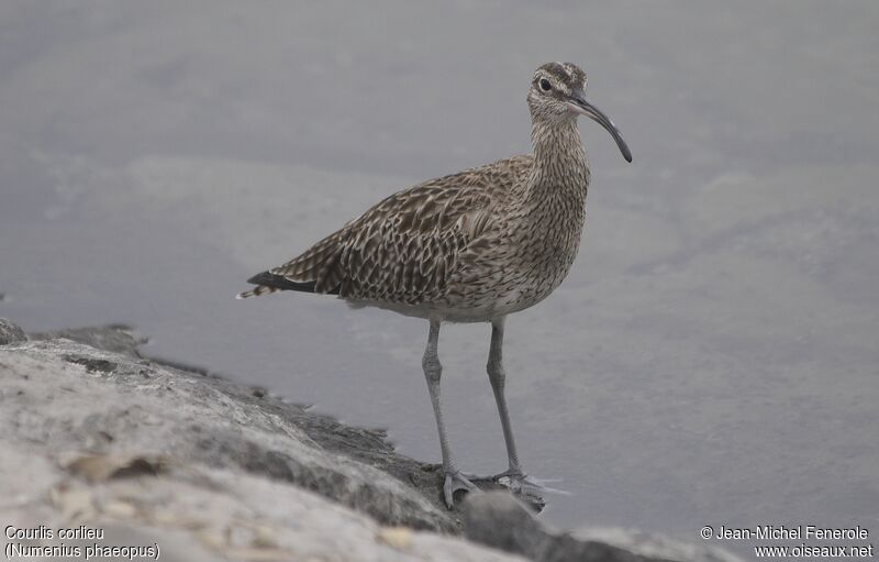 Eurasian Whimbrel