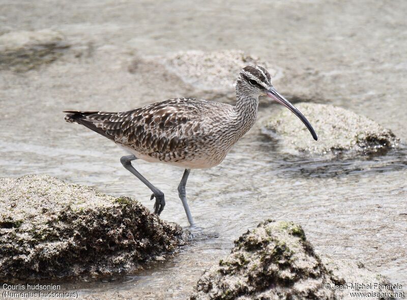 Hudsonian Whimbrel