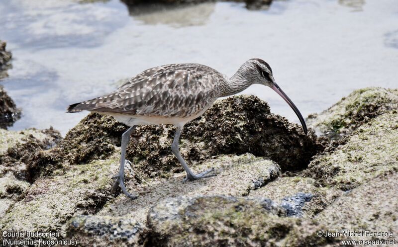 Hudsonian Whimbrel