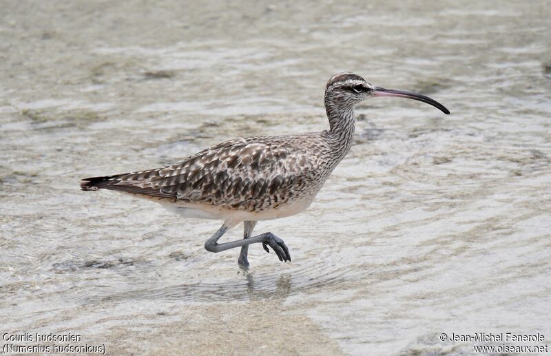 Hudsonian Whimbrel