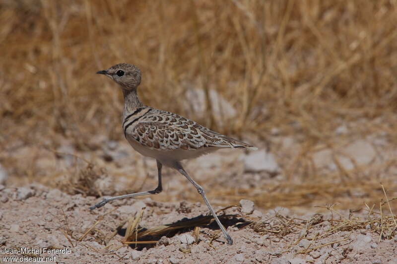 Double-banded Courseradult, identification, walking