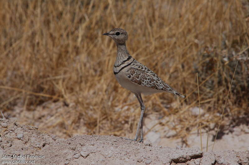 Double-banded Courseradult, identification