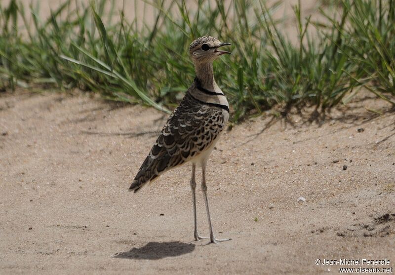 Double-banded Courser