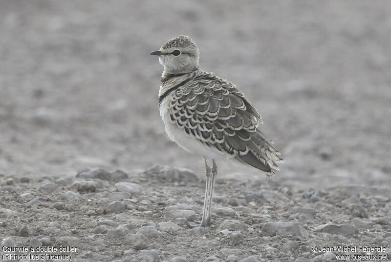 Double-banded Courser