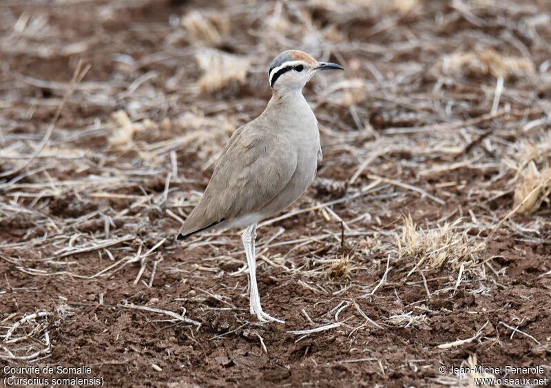 Somali Courser