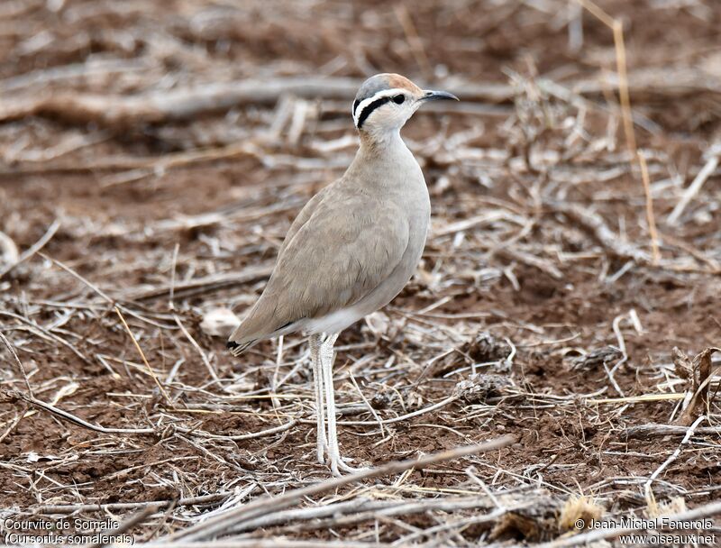 Somali Courser