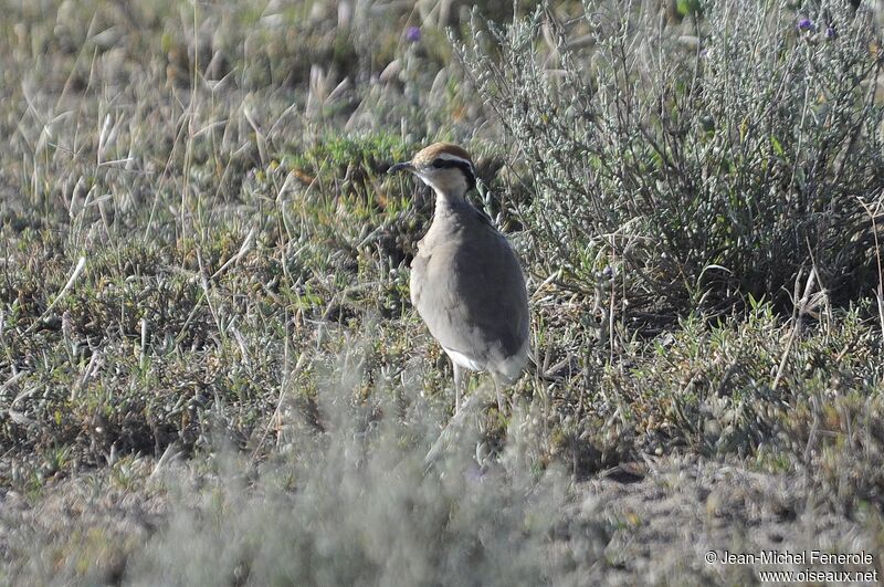 Temminck's Courser