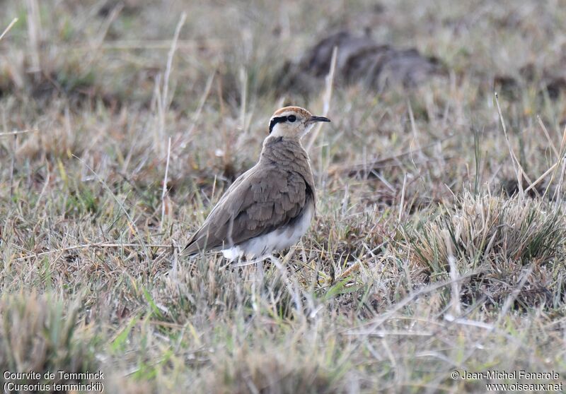 Temminck's Courseradult