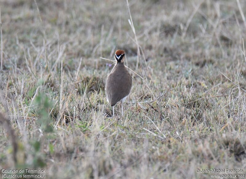 Temminck's Courser