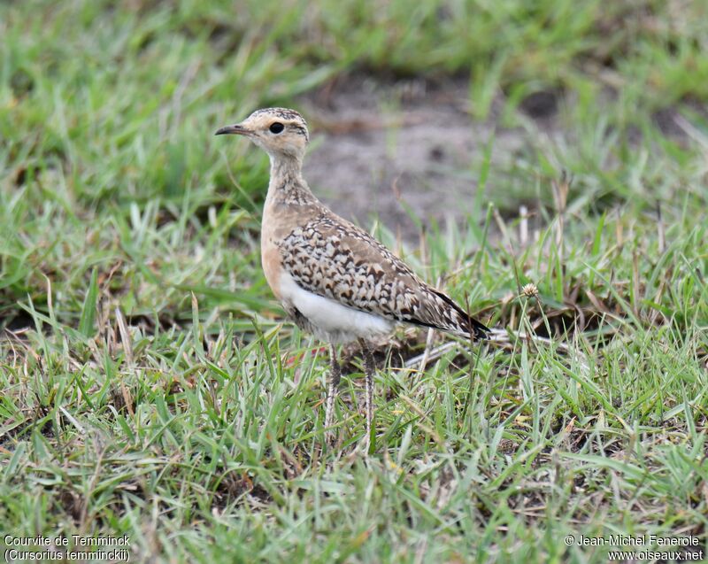 Courvite de Temminckimmature