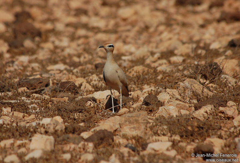 Cream-colored Courseradult, habitat