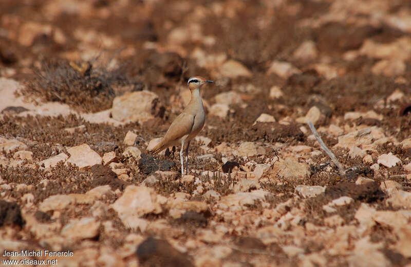 Cream-colored Courseradult, habitat, pigmentation