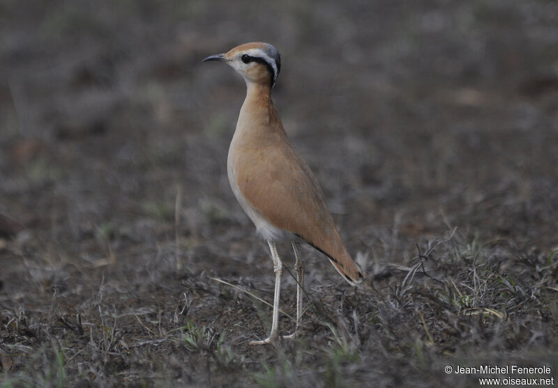 Cream-colored Courser